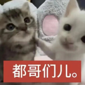 猫猫表情包