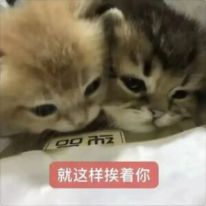 猫猫表情包
