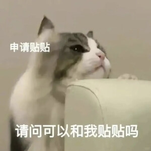 猫猫表情包