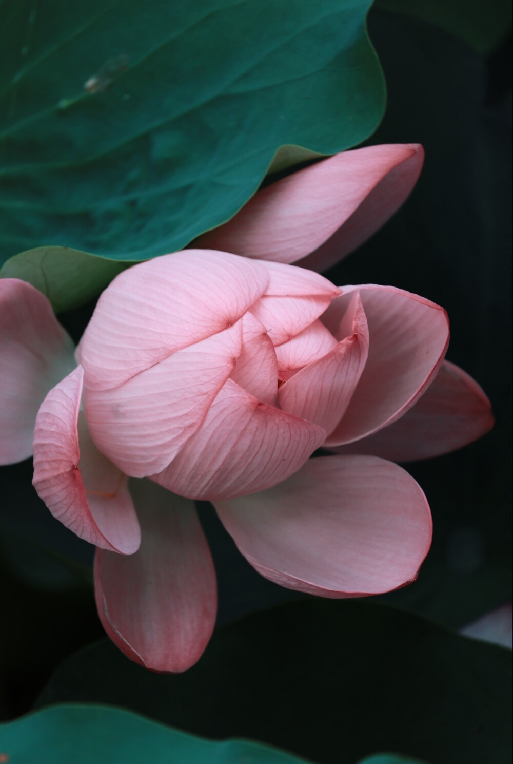 荷