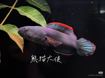 。