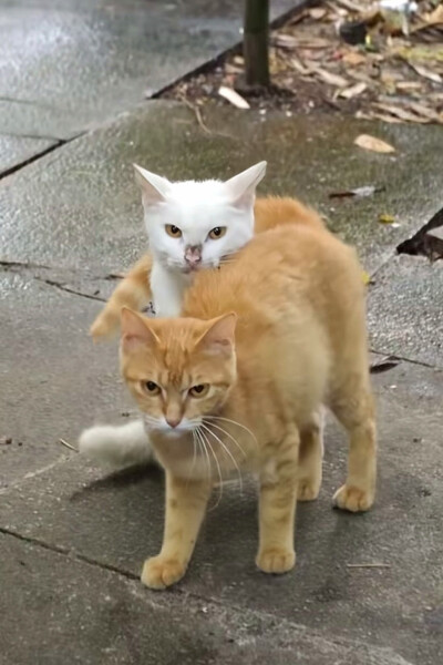 ～