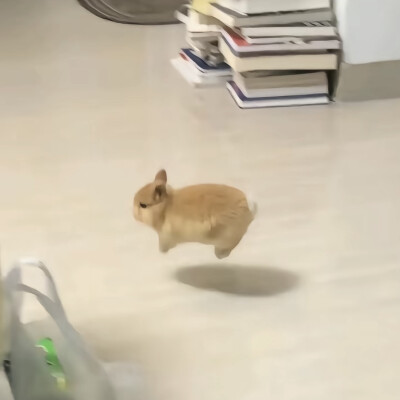 XIAOGOU
