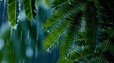 动图｜雨落