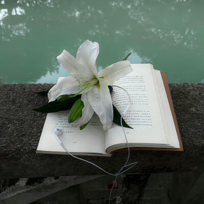 绿色系背景图 百合花背景图