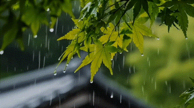 动图｜雨落