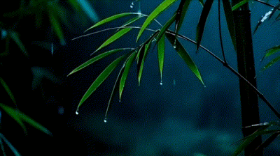 动图｜雨落