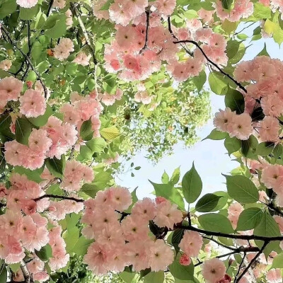 春天背景图