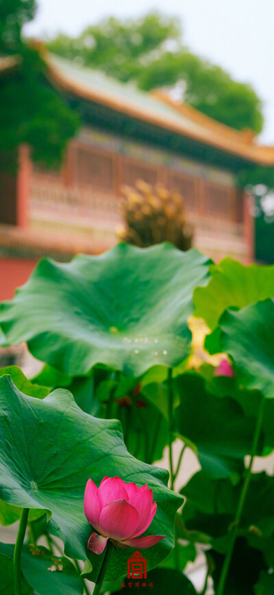 荷花