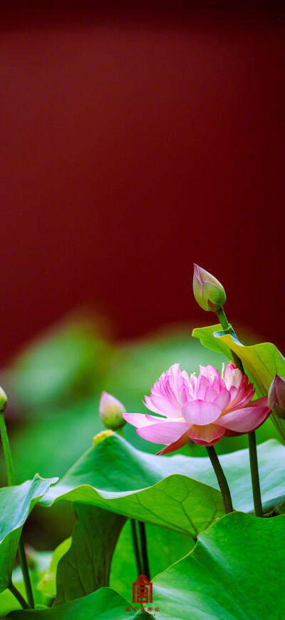 荷花