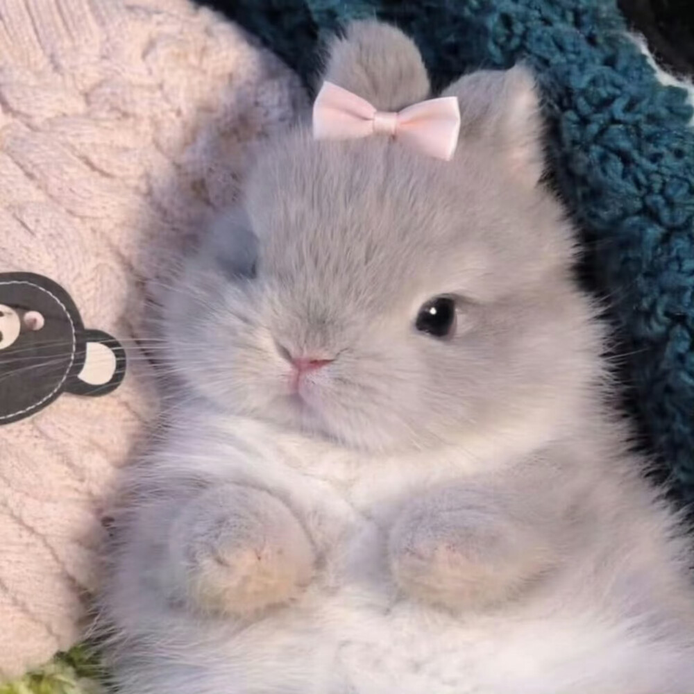 rabbit