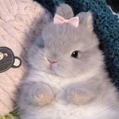 rabbit