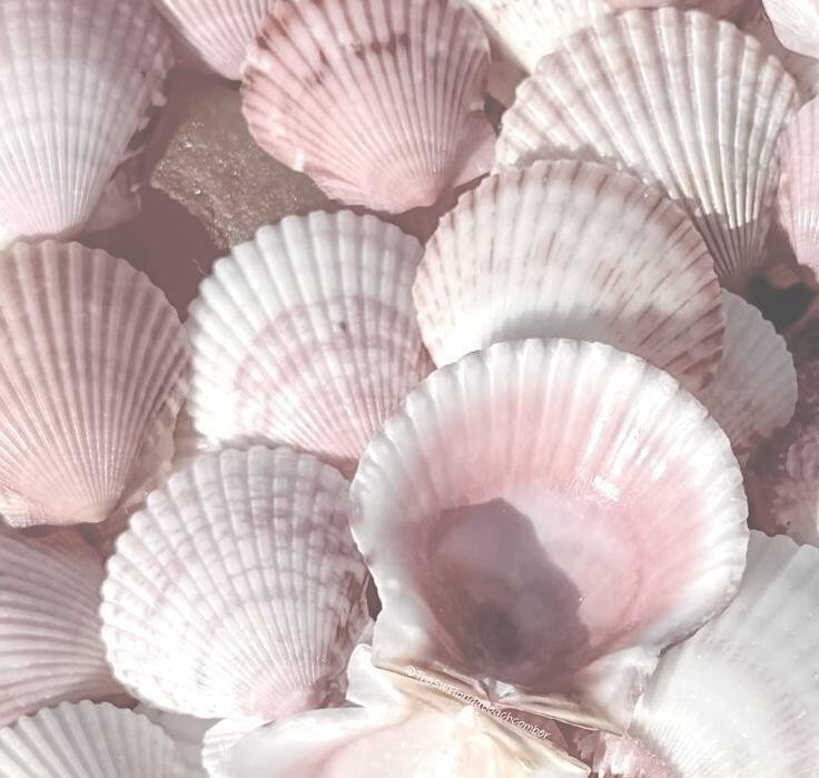 海洋粉色系