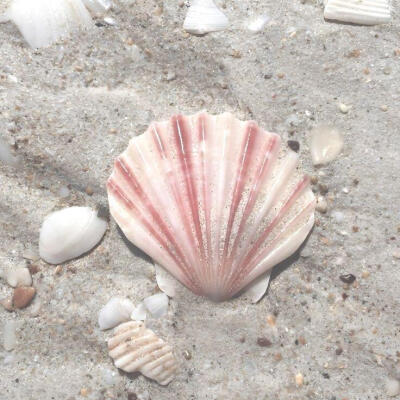海洋粉色系