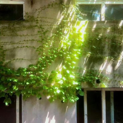 绿色系背景图