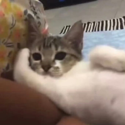 一组萌萌的自存猫猫头 ꉂ ᓀ ·̫.ᓂ ฅ୭
⁣ ​​​#可爱头像##猫猫头像#