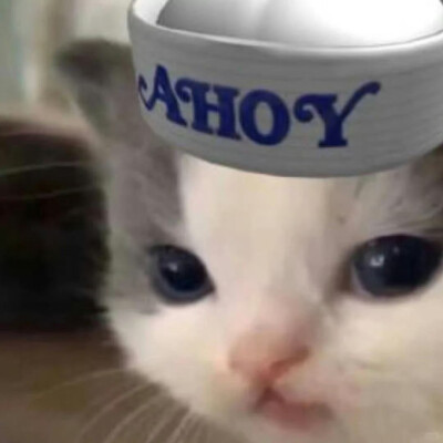 一组萌萌的自存猫猫头 ꉂ ᓀ ·̫.ᓂ ฅ୭
⁣ ​​​#可爱头像##猫猫头像#