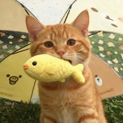 一组萌萌的自存猫猫头 ꉂ ᓀ ·̫.ᓂ ฅ୭
⁣ ​​​#可爱头像##猫猫头像#