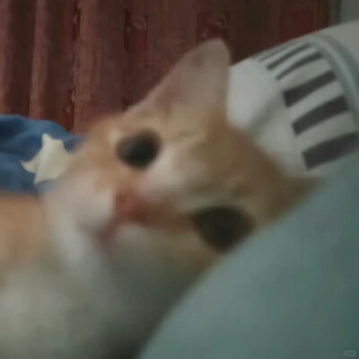 一组萌萌的自存猫猫头 ꉂ ᓀ ·̫.ᓂ ฅ୭
⁣ ​​​#可爱头像##猫猫头像#