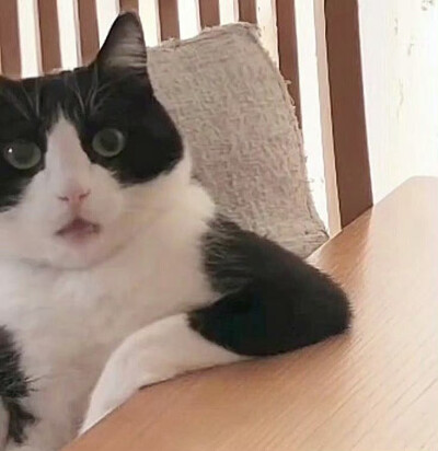 一组萌萌的自存猫猫头 ꉂ ᓀ ·̫.ᓂ ฅ୭
⁣ ​​​#可爱头像##猫猫头像#