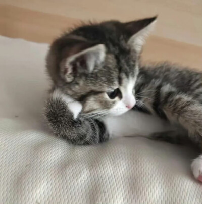 一组萌萌的自存猫猫头 ꉂ ᓀ ·̫.ᓂ ฅ୭
⁣ ​​​#可爱头像##猫猫头像#