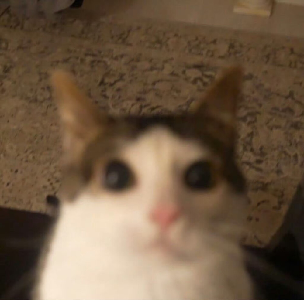一组萌萌的自存猫猫头 ꉂ ᓀ ·̫.ᓂ ฅ୭
⁣ ​​​#可爱头像##猫猫头像#