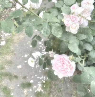 粉绿色pinkgreen美学