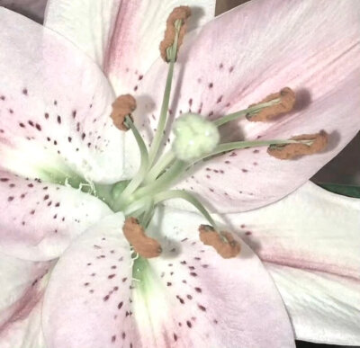 粉绿色pinkgreen美学