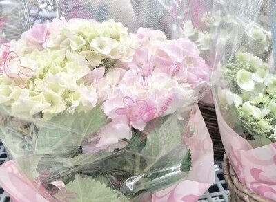 粉绿色pinkgreen美学