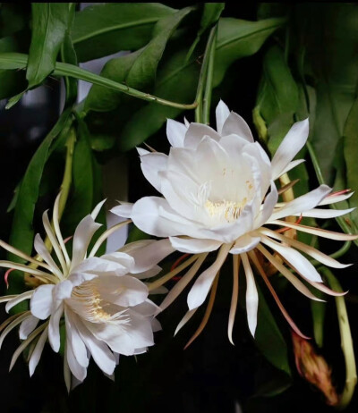 昙花一现