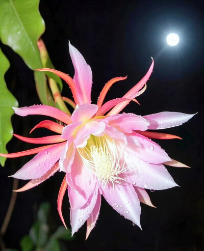 昙花一现