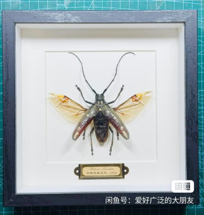 昆标