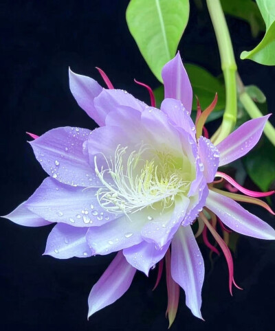 昙花一现