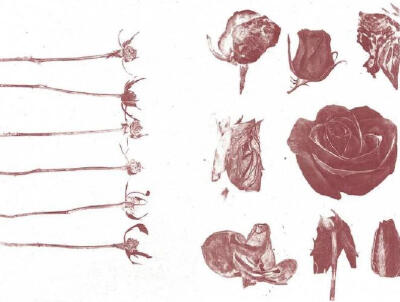 “Rose is a rose is a rose is a rose”

