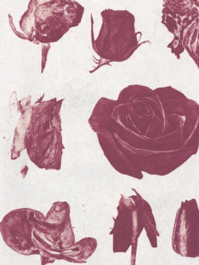“Rose is a rose is a rose is a rose”
