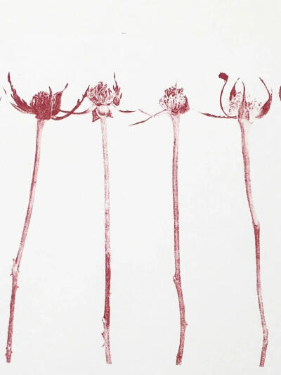 “Rose is a rose is a rose is a rose”
