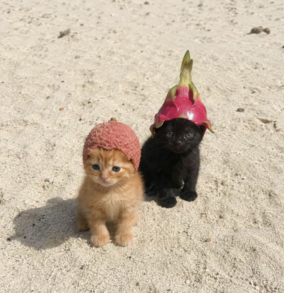 搞怪猫猫