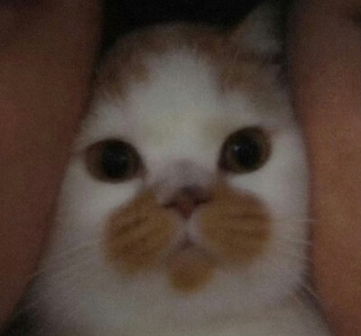 letmego