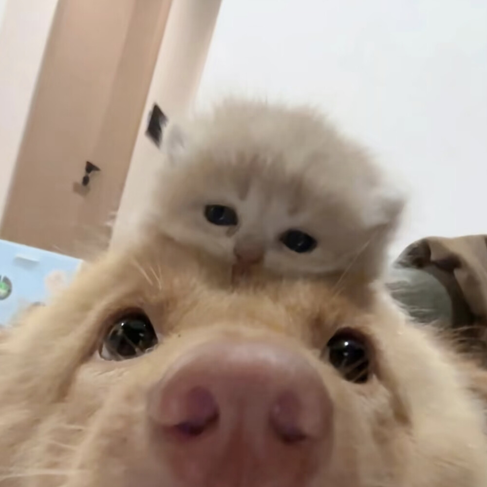 情头