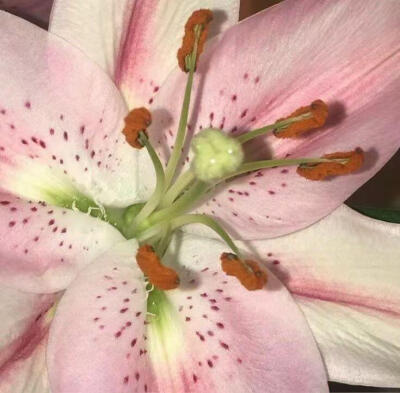 粉绿色pinkgreen美学