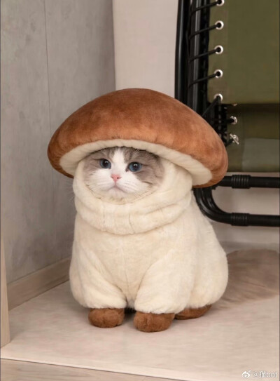 喵呜