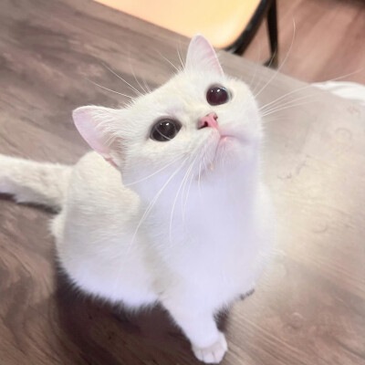 你以后去哪能不能也带上我呀 我会撒娇 会卖萌 还会亲亲你！( ˙꒳˙ )つ)`꒳˙ )