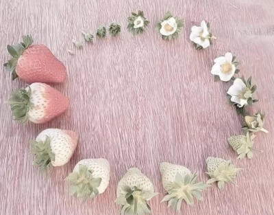 草莓 生命闭环
