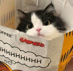 毛绒绒