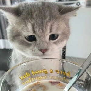 毛绒绒
