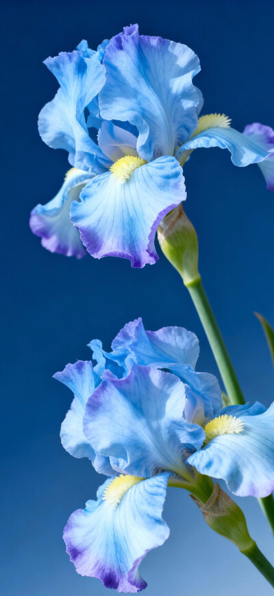 花儿