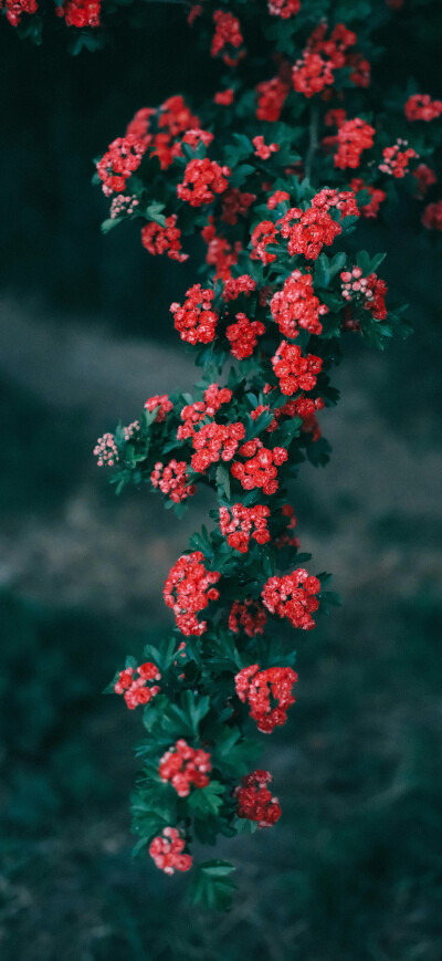 花儿