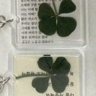 四叶草