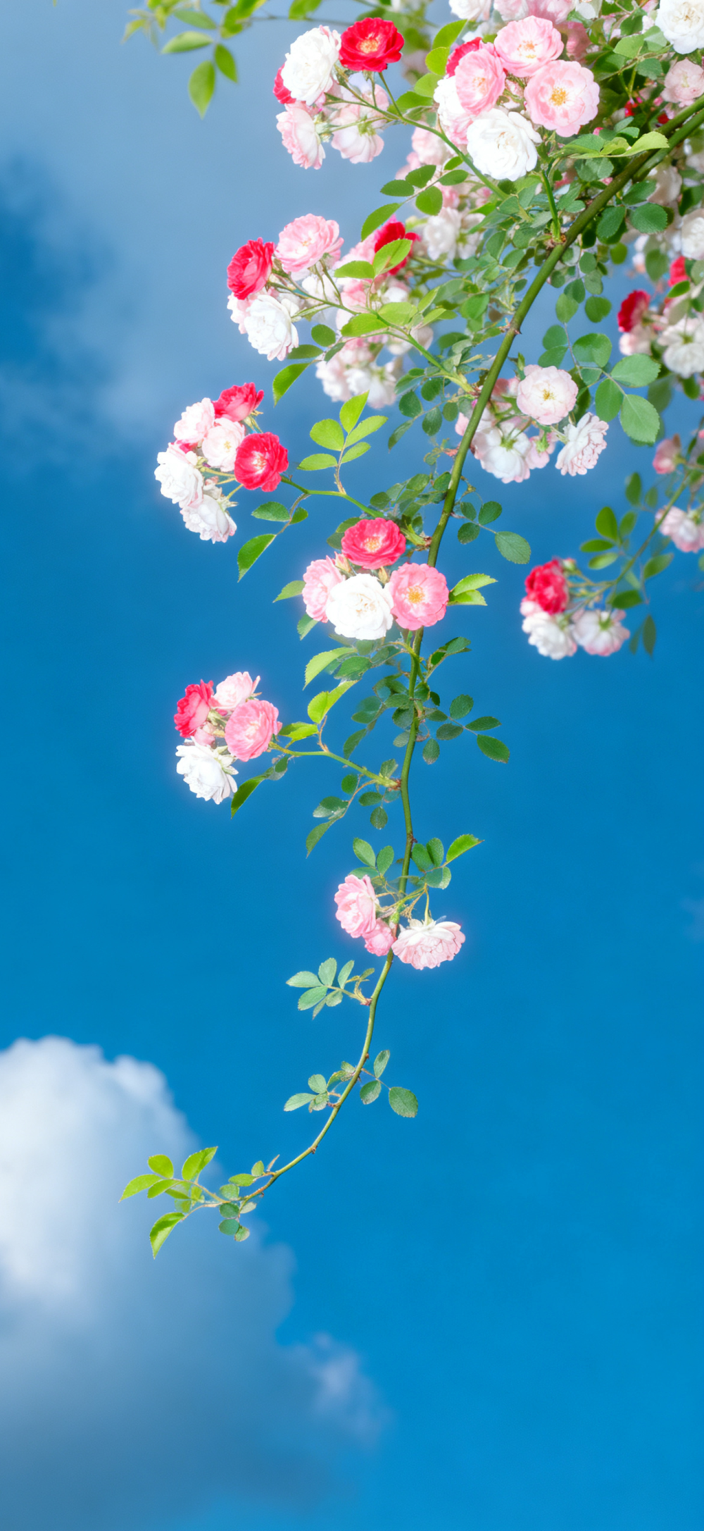 花儿