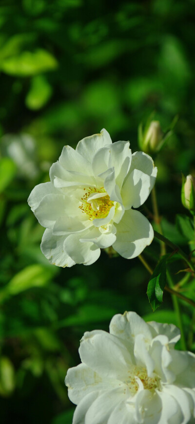 花儿